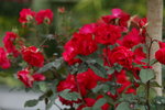 10032016_Hong Kong Flower Show 2016_Flower Gallery00048