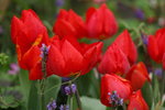10032016_Hong Kong Flower Show 2016_Flower Gallery00050
