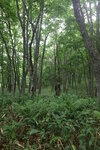 19072024_27th round to Hokkaido_Kushiro Shitsugen National Park00018