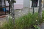 19072024_27th round to Hokkaido_Way to Kushiro Fisherman Wharf Moo Plaza00002