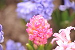 23032012_Hong Kong Flower Show@Victoria Park_主題花卉_Hyacinth00021