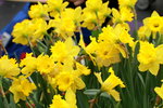 11132016_Hong Kong Flower Show_Narcissus Pseudonarcissus00001