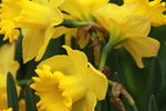 11132016_Hong Kong Flower Show_Narcissus Pseudonarcissus00002