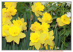 11132016_Hong Kong Flower Show_Narcissus Pseudonarcissus00003