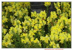11132016_Hong Kong Flower Show_Narcissus Pseudonarcissus00004