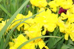 11132016_Hong Kong Flower Show_Narcissus Pseudonarcissus00005