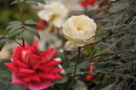 23032012_Hong Kong Flower Show@Victoria Park_Roses00016