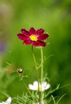 17032009_Hong Kong Flower Show_Cosmos(秋英)00005