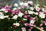 17032009_Hong Kong Flower Show_Cosmos(秋英)00013