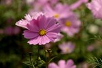 17032009_Hong Kong Flower Show_Cosmos(秋英)00015