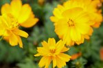 17032009_Hong Kong Flower Show_Cosmos(秋英)00026