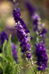 17032009_Hong Kong Flower Show_Lavender(薰衣草)00001