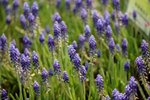 17032009_Hong Kong Flower Show_Lavender(薰衣草)00002