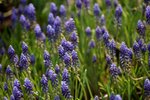 17032009_Hong Kong Flower Show_Lavender(薰衣草)00003
