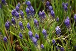 17032009_Hong Kong Flower Show_Lavender(薰衣草)00004