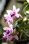 17032009_Hong Kong Flower Show_Orchid_蘭花00001
