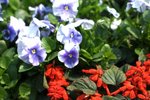 17032009_Hong Kong Flower Show_Orchid_蘭花00002