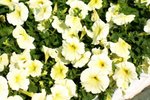 17032009_Hong Kong Flower Show_Orchid_蘭花00003