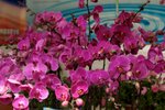 17032009_Hong Kong Flower Show_Orchid_蘭花00004