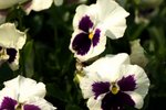 17032009_Hong Kong Flower Show_Orchid_蘭花00006