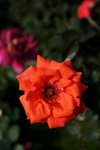 17032009_Hong Kong Flower Show_Roses_玫瑰00001