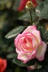 17032009_Hong Kong Flower Show_Roses_玫瑰00002