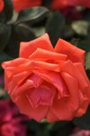 17032009_Hong Kong Flower Show_Roses_玫瑰00003