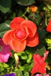 17032009_Hong Kong Flower Show_Roses_玫瑰00004