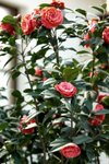 17032009_Hong Kong Flower Show_Roses_玫瑰00005