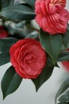 17032009_Hong Kong Flower Show_Roses_玫瑰00006