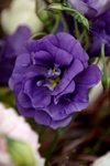 17032009_Hong Kong Flower Show_Roses_玫瑰00007