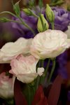 17032009_Hong Kong Flower Show_Roses_玫瑰00008