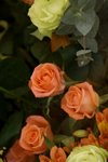 17032009_Hong Kong Flower Show_Roses_玫瑰00009