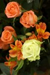 17032009_Hong Kong Flower Show_Roses_玫瑰00010