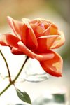 17032009_Hong Kong Flower Show_Roses_玫瑰00011