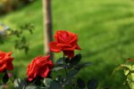 17032009_Hong Kong Flower Show_Roses_玫瑰00012