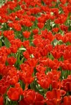 17032009_Hong Kong Flower Show_Tulips(鬱金香)00001
