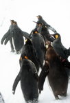 10022012_Hokkaido_旭川市旭山動物園_Penguin Parade00001
