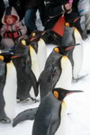 10022012_Hokkaido_旭川市旭山動物園_Penguin Parade00004