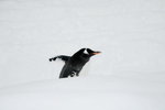 10022012_Hokkaido_旭川市旭山動物園_Penguin Parade00008