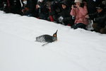10022012_Hokkaido_旭川市旭山動物園_Penguin Parade00009