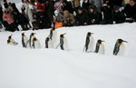 10022012_Hokkaido_旭川市旭山動物園_Penguin Parade00014