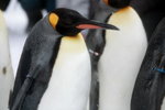 10022012_Hokkaido_旭川市旭山動物園_Penguin Parade00016