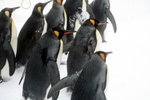 10022012_Hokkaido_旭川市旭山動物園_Penguin Parade00020