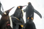 10022012_Hokkaido_旭川市旭山動物園_Penguin Parade00022