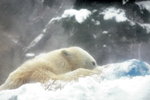 10022012_Hokkaido_旭川市旭山動物園The Polar Bear00002