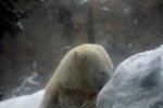 10022012_Hokkaido_旭川市旭山動物園The Polar Bear00003