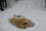 10022012_Hokkaido_旭川市旭山動物園The Polar Bear00004