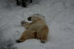 10022012_Hokkaido_旭川市旭山動物園The Polar Bear00005