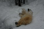 10022012_Hokkaido_旭川市旭山動物園The Polar Bear00006